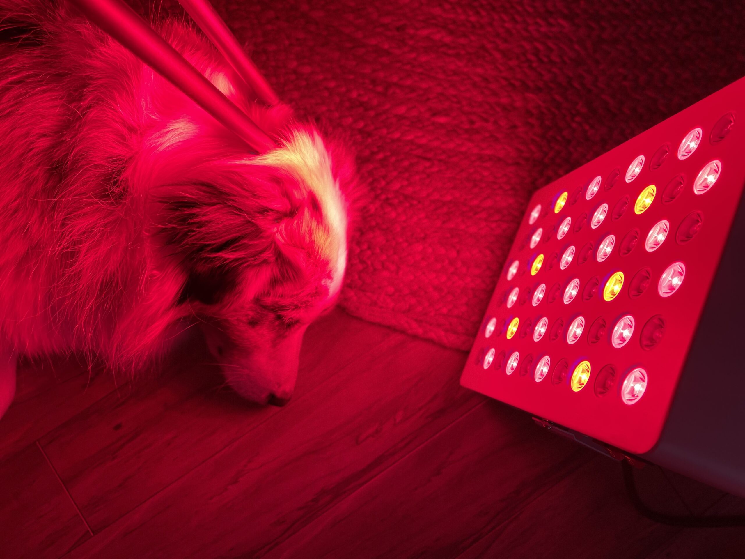 Pets
